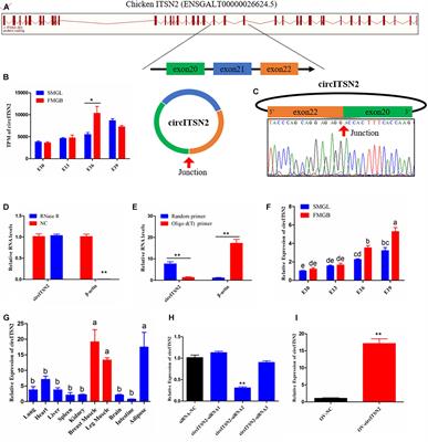 A Novel Circular RNA circITSN2 Targets the miR-218-5p/LMO7 Axis to Promote Chicken Embryonic Myoblast Proliferation and Differentiation